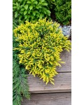 Ялівець Санфлаер (Juniperus conferta Sunflower) для сучасного озеленення.